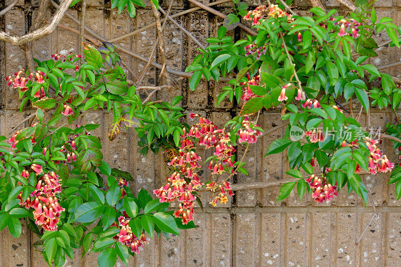 Bignonia capreolata /交叉藤